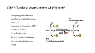 STEP 7: Transfer of phosphate from 1,3-DPG to ADP
Phosphoglycerate kinase
transfers a phosphate group
from 1,3-
bisphosphoglycerate to ADP
to form ATP and 3-
phosphoglycerate.
Product: 3-phosphoglycerate.
Enzyme : phosphoglycerate
kinase
 