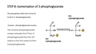 STEP 8: Isomerization of 3-phosphoglycerate
The phosphate shifts from C3 to C2
to form 2- phosphoglycerate.
Enzyme : phosphoglycerate mutase
The enzyme phosphoglycerate
mutase relocates the P from 3-
phosphoglycerate from the 3rd
carbon to the 2nd carbon to form
2-phosphoglycerate.
 