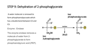 STEP 9: Dehydration of 2-phosphoglycerate
A water molecule is removed to
form phosphoenolpyruvate which
has a double bond between C2 and
C3.
Enzyme : Enolase
The enzyme enolase removes a
molecule of water from 2-
phosphoglycerate to form
phosphoenolpyruvic acid (PEP).
 