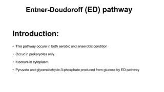 Entner-Doudoroff (ED) pathway
Introduction:
• This pathway occurs in both aerobic and anaerobic condition
• Occur in prokaryotes only
• It occurs in cytoplasm
• Pyruvate and glyceraldehyde-3-phosphate produced from glucose by ED pathway
 