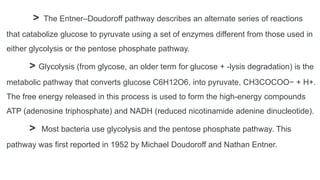 > The Entner–Doudoroff pathway describes an alternate series of reactions
that catabolize glucose to pyruvate using a set of enzymes different from those used in
either glycolysis or the pentose phosphate pathway.
> Glycolysis (from glycose, an older term for glucose + -lysis degradation) is the
metabolic pathway that converts glucose C6H12O6, into pyruvate, CH3COCOO− + H+.
The free energy released in this process is used to form the high-energy compounds
ATP (adenosine triphosphate) and NADH (reduced nicotinamide adenine dinucleotide).
> Most bacteria use glycolysis and the pentose phosphate pathway. This
pathway was first reported in 1952 by Michael Doudoroff and Nathan Entner.
 
