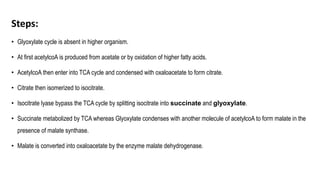 Steps:
• Glyoxylate cycle is absent in higher organism.
• At first acetylcoA is produced from acetate or by oxidation of higher fatty acids.
• AcetylcoA then enter into TCA cycle and condensed with oxaloacetate to form citrate.
• Citrate then isomerized to isocitrate.
• Isocitrate lyase bypass the TCA cycle by splitting isocitrate into succinate and glyoxylate.
• Succinate metabolized by TCA whereas Glyoxylate condenses with another molecule of acetylcoA to form malate in the
presence of malate synthase.
• Malate is converted into oxaloacetate by the enzyme malate dehydrogenase.
 