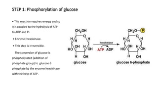 STEP 1: Phosphorylation of glucose
• This reaction requires energy and so
it is coupled to the hydrolysis of ATP
to ADP and Pi.
• Enzyme: hexokinase.
• This step is irreversible.
The conversion of glucose is
phosphorylated (addition of
phosphate group) to glucose 6
phosphate by the enzyme hexokinase
with the help of ATP .
 