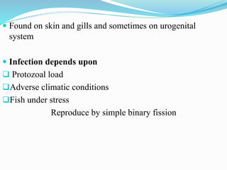  Found on skin and gills and sometimes on urogenital
system
 Infection depends upon
 Protozoal load
Adverse climatic conditions
Fish under stress
Reproduce by simple binary fission
 