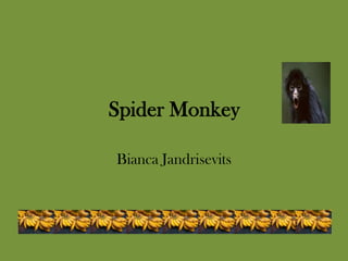 Spider Monkey

Bianca Jandrisevits
 