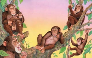 Jane Goodall's Chimpanzees
