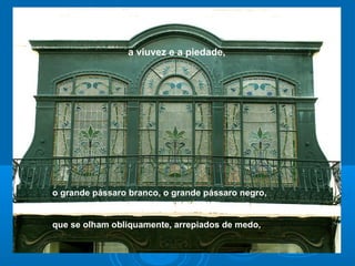 o grande pássaro branco, o grande pássaro negro,
que se olham obliquamente, arrepiados de medo,
a viuvez e a piedade,
 