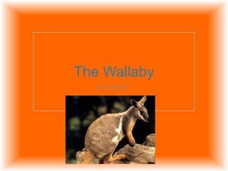The Wallaby
By Janelle n.
 