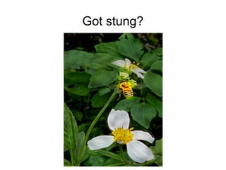 Got stung?
 