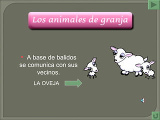 A base de balidos se comunica con sus vecinos. LA OVEJA  