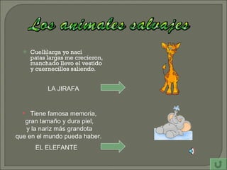 Cuellilarga yo nací  patas largas me crecieron,  manchado llevo el vestido  y cuernecillos saliendo. LA JIRAFA Tiene famosa memoria, gran tamaño y dura piel, y la nariz más grandota que en el mundo pueda haber.   EL ELEFANTE 