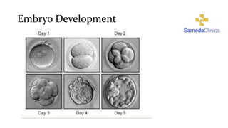 Embryo Development
 
