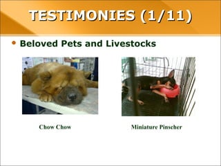 • Beloved Pets and Livestocks
TESTIMONIES (1/11)TESTIMONIES (1/11)
Chow Chow Miniature Pinscher
 