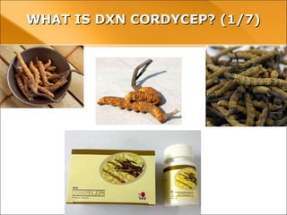 WHAT IS DXN CORDYCEP? (1/7)WHAT IS DXN CORDYCEP? (1/7)
 