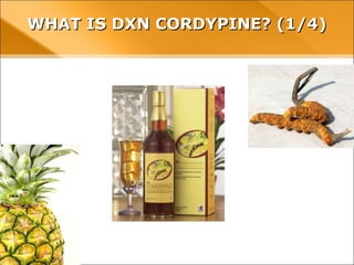 WHAT IS DXN CORDYPINE? (1/4)WHAT IS DXN CORDYPINE? (1/4)
 