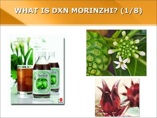 WHAT IS DXN MORINZHI? (1/8)WHAT IS DXN MORINZHI? (1/8)
 