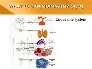 WHAT IS DXN MORINZHI? (4/8)WHAT IS DXN MORINZHI? (4/8)
Endocrine system
 