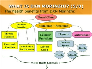 WHAT IS DXN MORINZHI? (5/8)WHAT IS DXN MORINZHI? (5/8)
• The health benefits from DXN Morinzhi:
Pineal Gland
Melatonin + Serotonin
Hormone
Secretion
Cellular
Functions
Thymus AntioxidantThyroid
Function
Pancreatic
Function Male/Female
Sex Hormones
Adrenal
Gland
Immune
System
T-cells NK cells
B-cells
Good Health Longevity
 