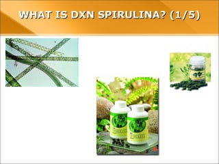 WHAT IS DXN SPIRULINA? (1/5)WHAT IS DXN SPIRULINA? (1/5)
 
