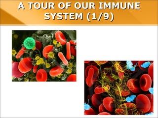 A TOUR OF OUR IMMUNE SYSTEM (1/9)
 