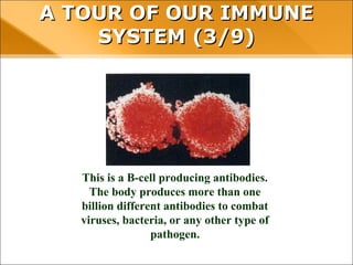 A TOUR OF OUR IMMUNE SYSTEM (3/9)
This is a B-cell producing antibodies.
The body produces more than one
billion different antibodies to combat
viruses, bacteria, or any other type of
pathogen.
 