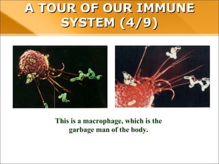 This is a macrophage, which is the
garbage man of the body.
A TOUR OF OUR IMMUNE SYSTEM (4/9)
 