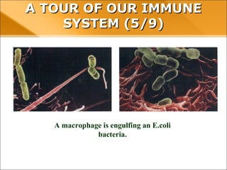 A macrophage is engulfing an E.coli
bacteria.
A TOUR OF OUR IMMUNE SYSTEM (5/9)
 