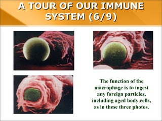 The function of the
macrophage is to ingest
any foreign particles,
including aged body cells,
as in these three photos.
A TOUR OF OUR IMMUNE SYSTEM (6/9)
 