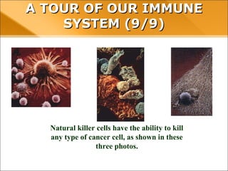 A TOUR OF OUR IMMUNE SYSTEM (9/9)
Natural killer cells have the ability to kill
any type of cancer cell, as shown in these
three photos.
 