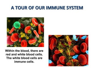 A TOUR OF OUR IMMUNE SYSTEM
Within the blood, there are
red and white blood cells.
The white blood cells are
immune cells.
 