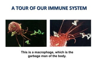 This is a macrophage, which is the
garbage man of the body.
A TOUR OF OUR IMMUNE SYSTEM
 