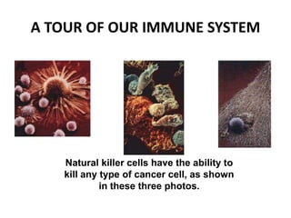 A TOUR OF OUR IMMUNE SYSTEM
Natural killer cells have the ability to
kill any type of cancer cell, as shown
in these three photos.
 