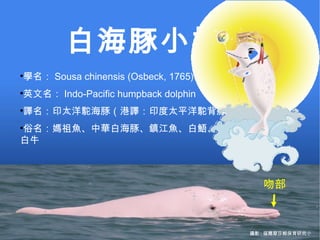 吻部 白海豚小檔案 學名： Sousa chinensis (Osbeck, 1765) 英文名： Indo-Pacific humpback dolphin 譯名：印太洋駝海豚（港譯：印度太平洋駝背豚） 俗名：媽祖魚、中華白海豚、鎮江魚、白鯃、粉紅海豚、白鰗、白牛 攝影 : 福爾摩莎鯨保育研究小 
