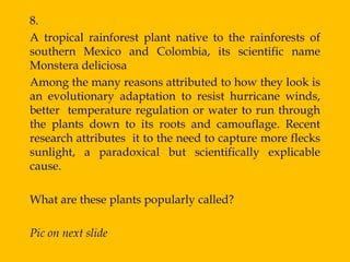 8.
A tropical rainforest plant native to the rainforests of
southern Mexico and Colombia, its scientific name
Monstera deliciosa
Among the many reasons attributed to how they look is
an evolutionary adaptation to resist hurricane winds,
better temperature regulation or water to run through
the plants down to its roots and camouflage. Recent
research attributes it to the need to capture more flecks
sunlight, a paradoxical but scientifically explicable
cause.

What are these plants popularly called?

Pic on next slide
 