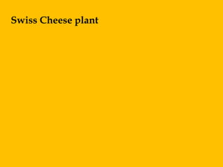 Swiss Cheese plant
 