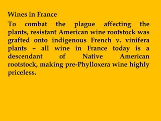 Wines in France
To combat the plague affecting the
plants, resistant American wine rootstock was
grafted onto indigenous French v. vinifera
plants – all wine in France today is a
descendant        of    Native      American
rootstock, making pre-Phylloxera wine highly
priceless.
 