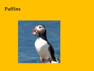 Puffins
 