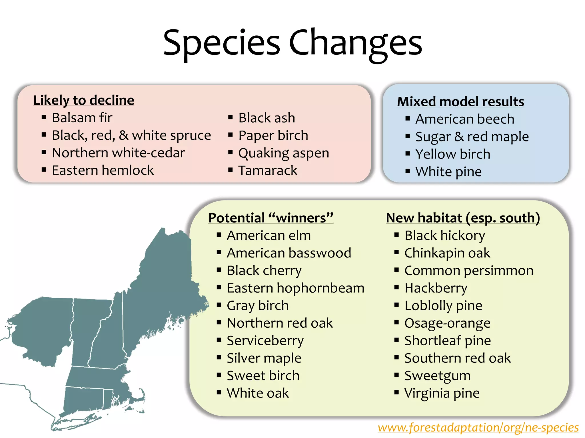 Likely to decline
 Balsam fir
 Black, red, & white spruce
 Northern white-cedar
 Eastern hemlock
 Black ash
 Paper birch
 Quaking aspen
 Tamarack
Mixed model results
 American beech
 Sugar & red maple
 Yellow birch
 White pine
Potential “winners”
 American elm
 American basswood
 Black cherry
 Eastern hophornbeam
 Gray birch
 Northern red oak
 Serviceberry
 Silver maple
 Sweet birch
 White oak
New habitat (esp. south)
 Black hickory
 Chinkapin oak
 Common persimmon
 Hackberry
 Loblolly pine
 Osage-orange
 Shortleaf pine
 Southern red oak
 Sweetgum
 Virginia pine
www.forestadaptation/org/ne-species
Species Changes
 