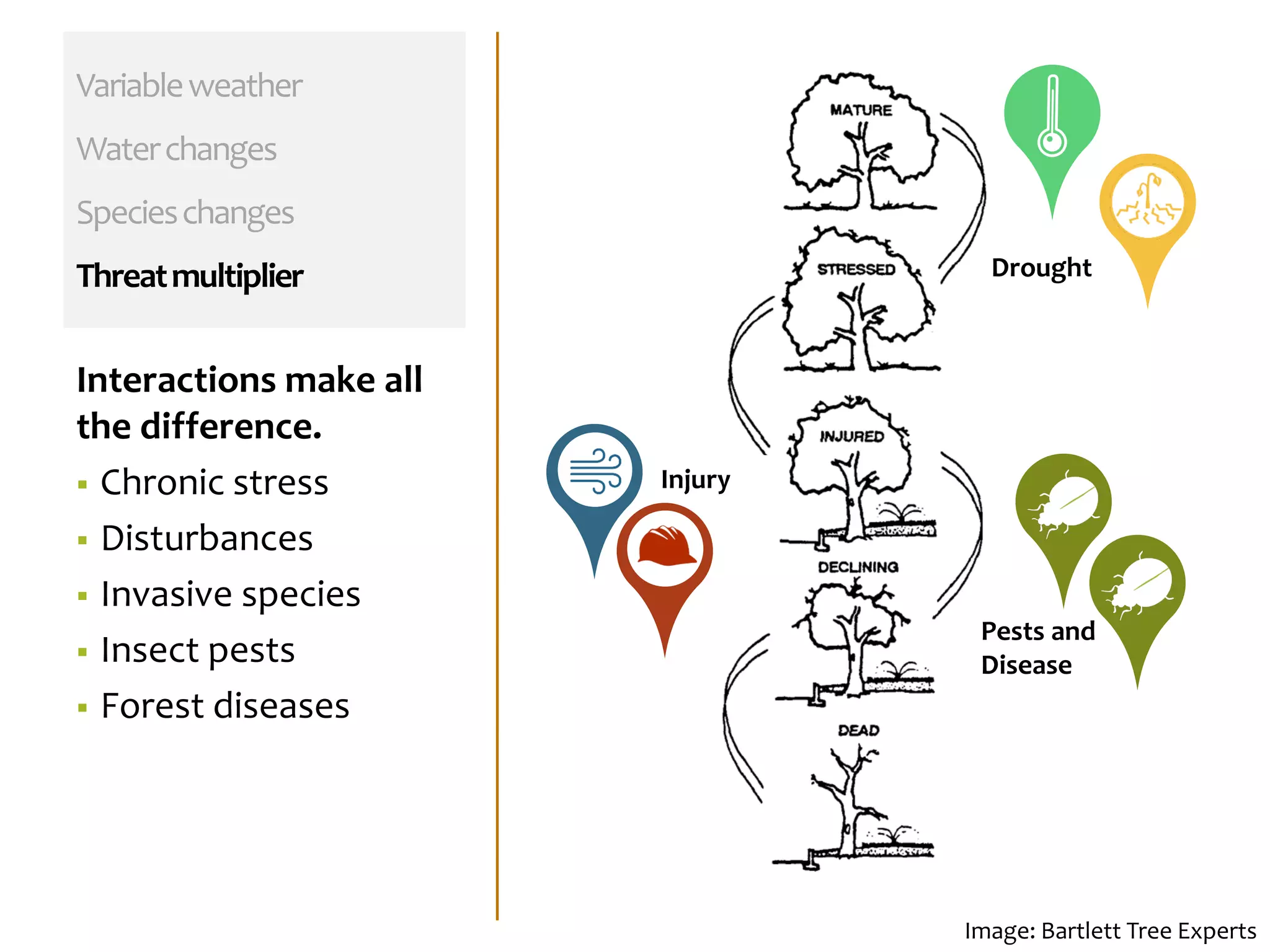Variableweather
Waterchanges
Specieschanges
Threatmultiplier
Interactions make all
the difference.
 Chronic stress
 Disturbances
 Invasive species
 Insect pests
 Forest diseases
Image: Bartlett Tree Experts
Drought
Injury
Pests and
Disease
 