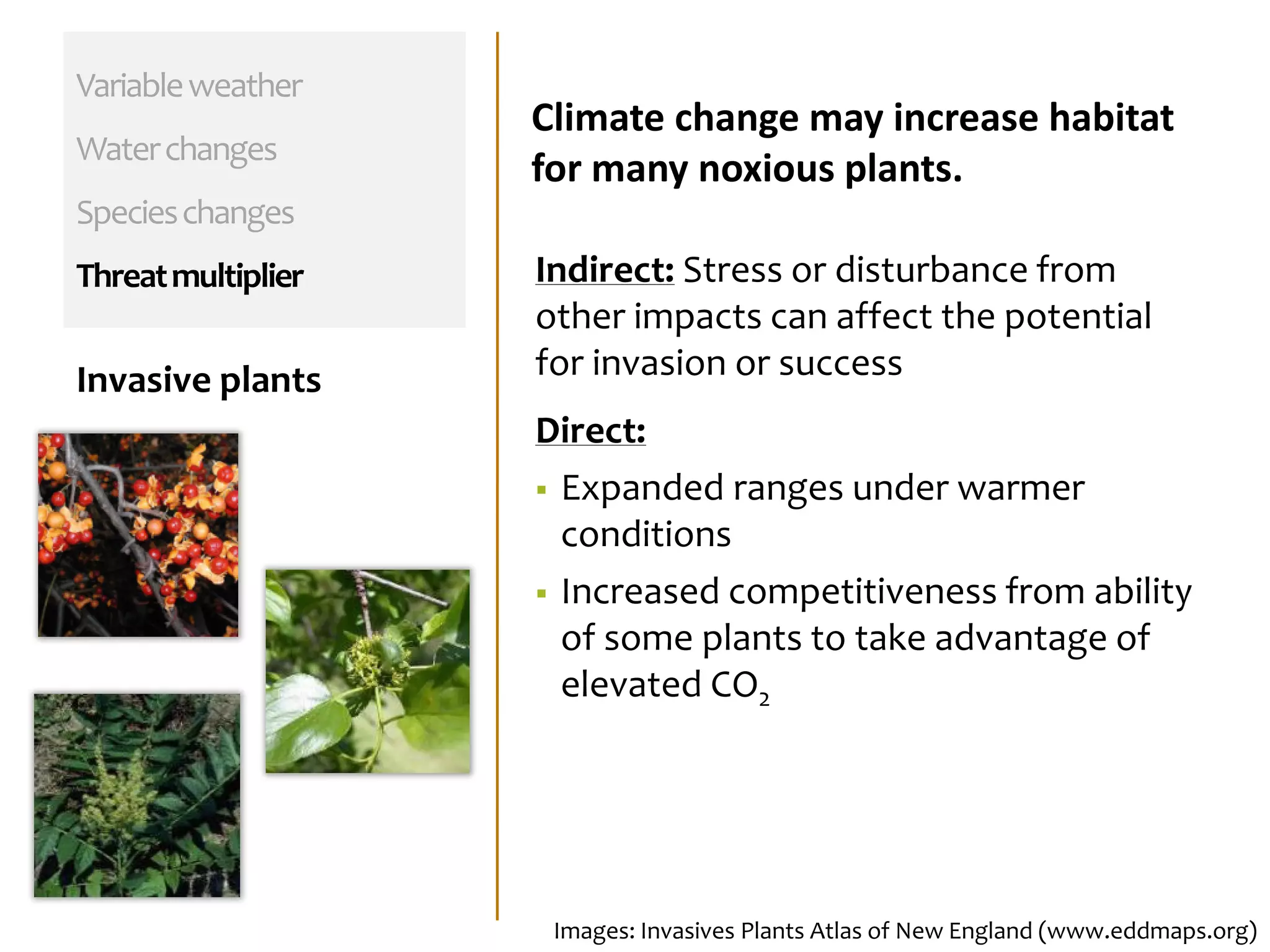 Variableweather
Waterchanges
Specieschanges
Threatmultiplier
Invasive plants
Images: Invasives Plants Atlas of New England (www.eddmaps.org)
Indirect: Stress or disturbance from
other impacts can affect the potential
for invasion or success
Direct:
 Expanded ranges under warmer
conditions
 Increased competitiveness from ability
of some plants to take advantage of
elevated CO2
Climate change may increase habitat
for many noxious plants.
 