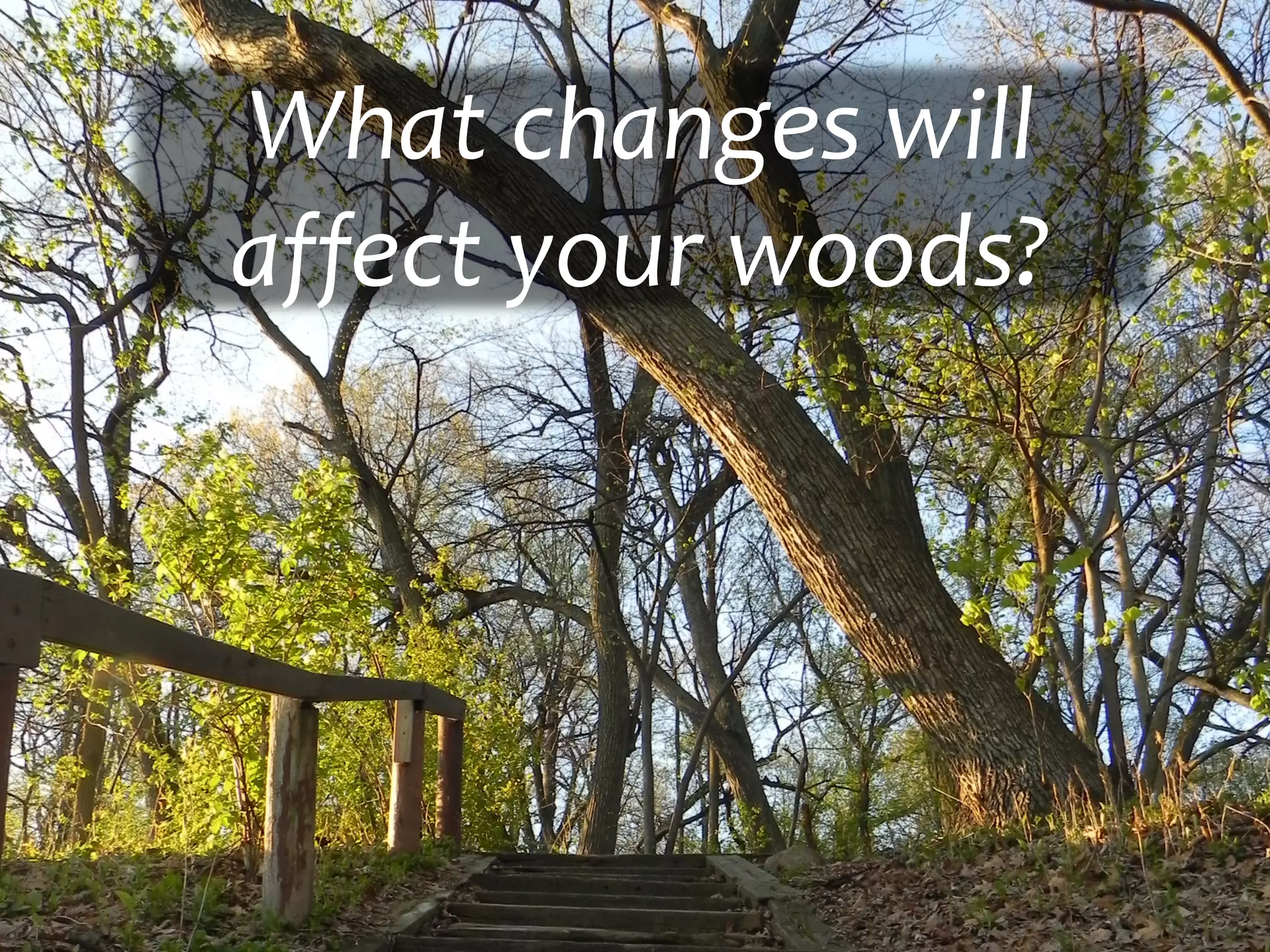 What changes will
affect your woods?
 