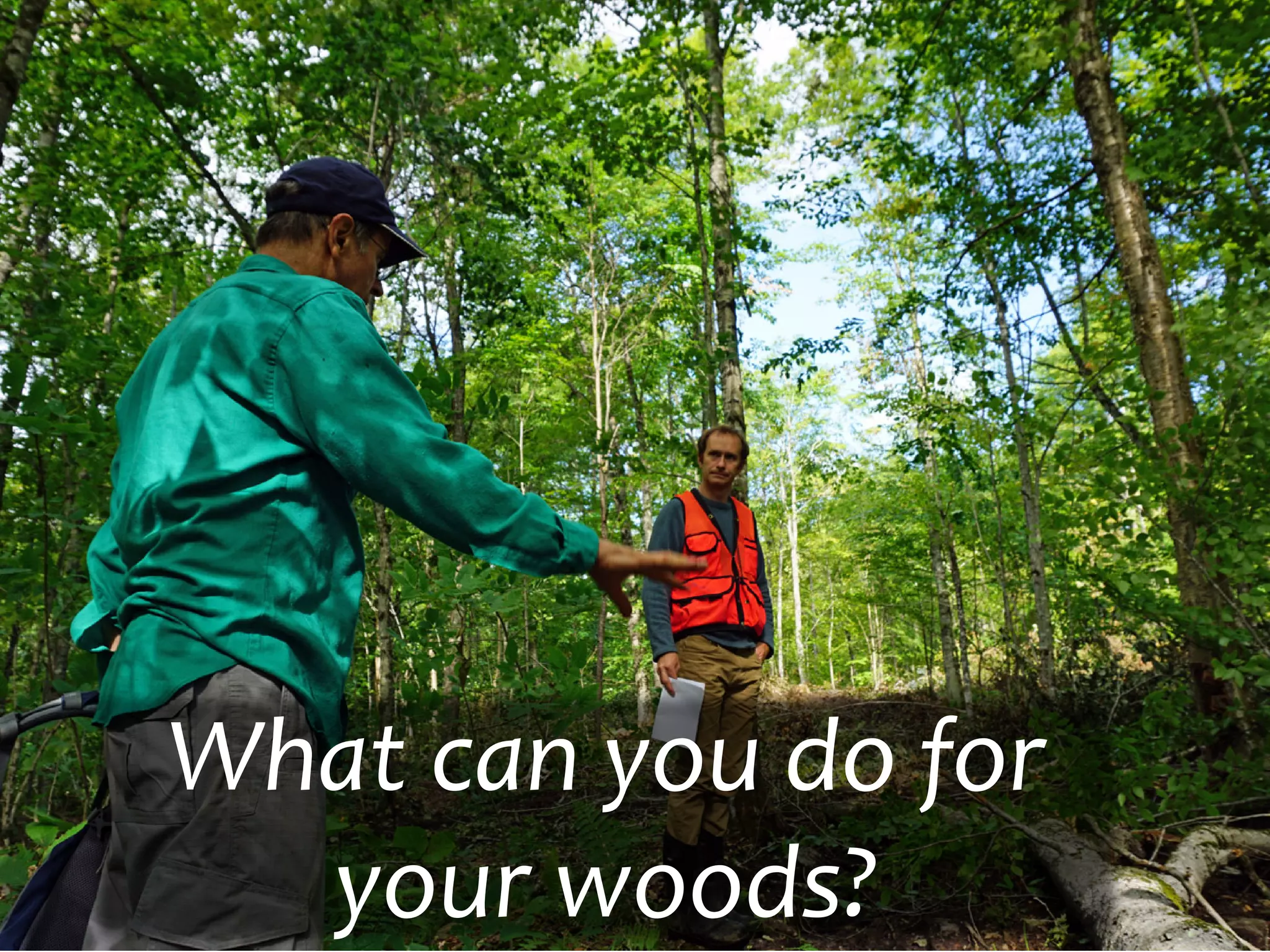 What can you do for
your woods?
 