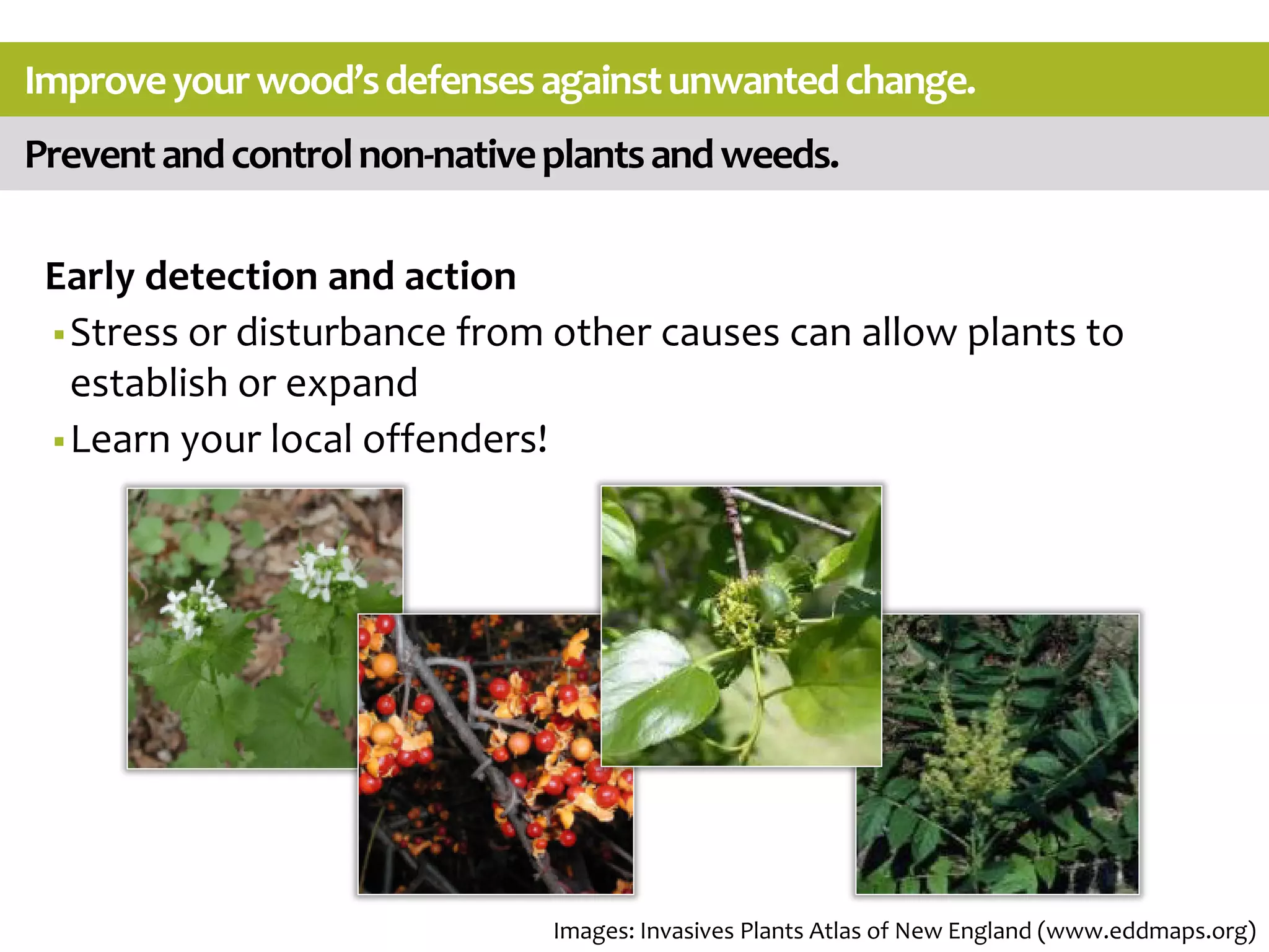 Preventandcontrolnon-nativeplantsandweeds.
Improveyourwood’sdefensesagainstunwantedchange.
Early detection and action
Stress or disturbance from other causes can allow plants to
establish or expand
Learn your local offenders!
Images: Invasives Plants Atlas of New England (www.eddmaps.org)
 