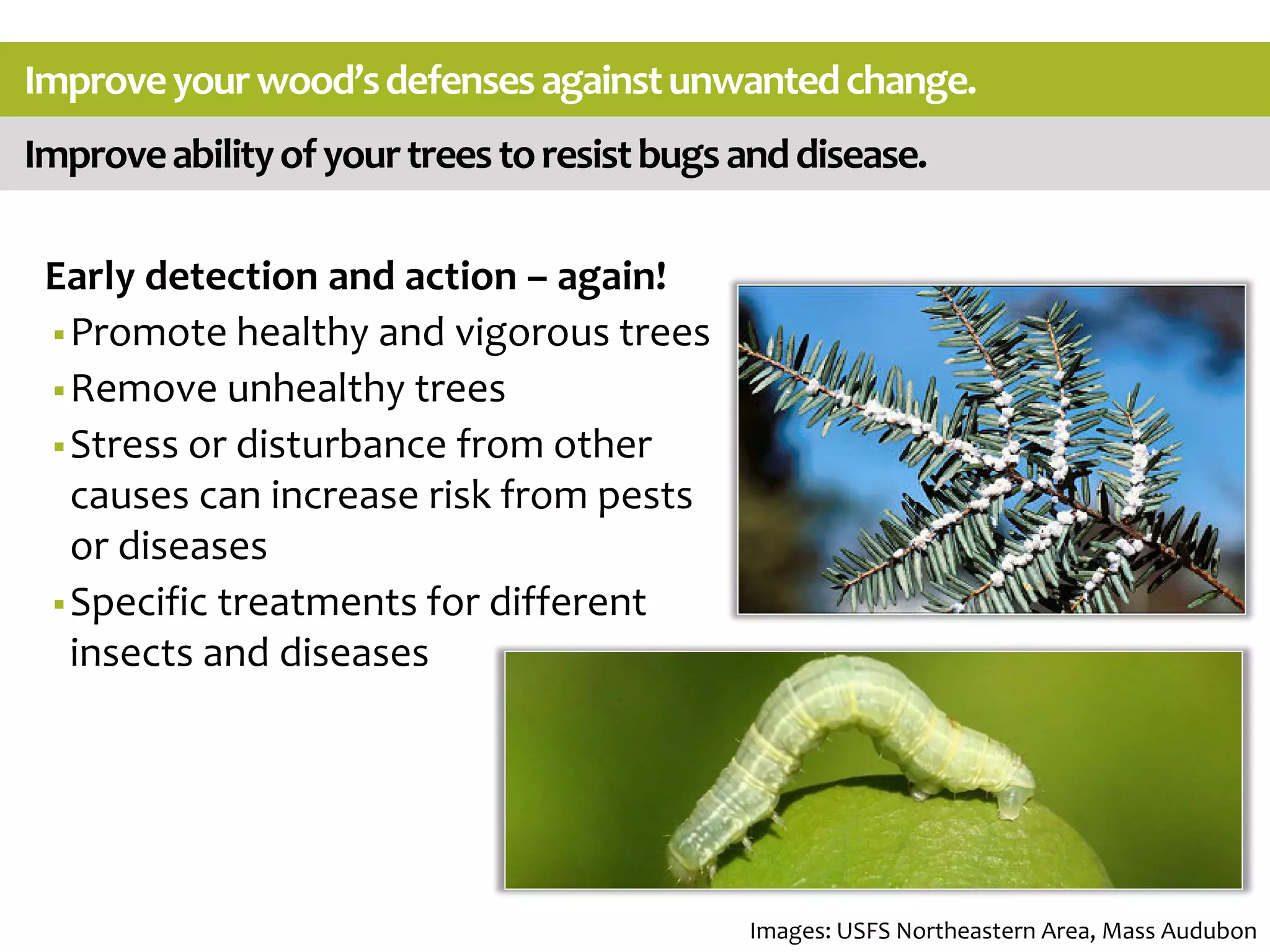 Improveabilityofyourtreestoresistbugsanddisease.
Improveyourwood’sdefensesagainstunwantedchange.
Early detection and action – again!
Promote healthy and vigorous trees
Remove unhealthy trees
Stress or disturbance from other
causes can increase risk from pests
or diseases
Specific treatments for different
insects and diseases
Images: USFS Northeastern Area, Mass Audubon
 