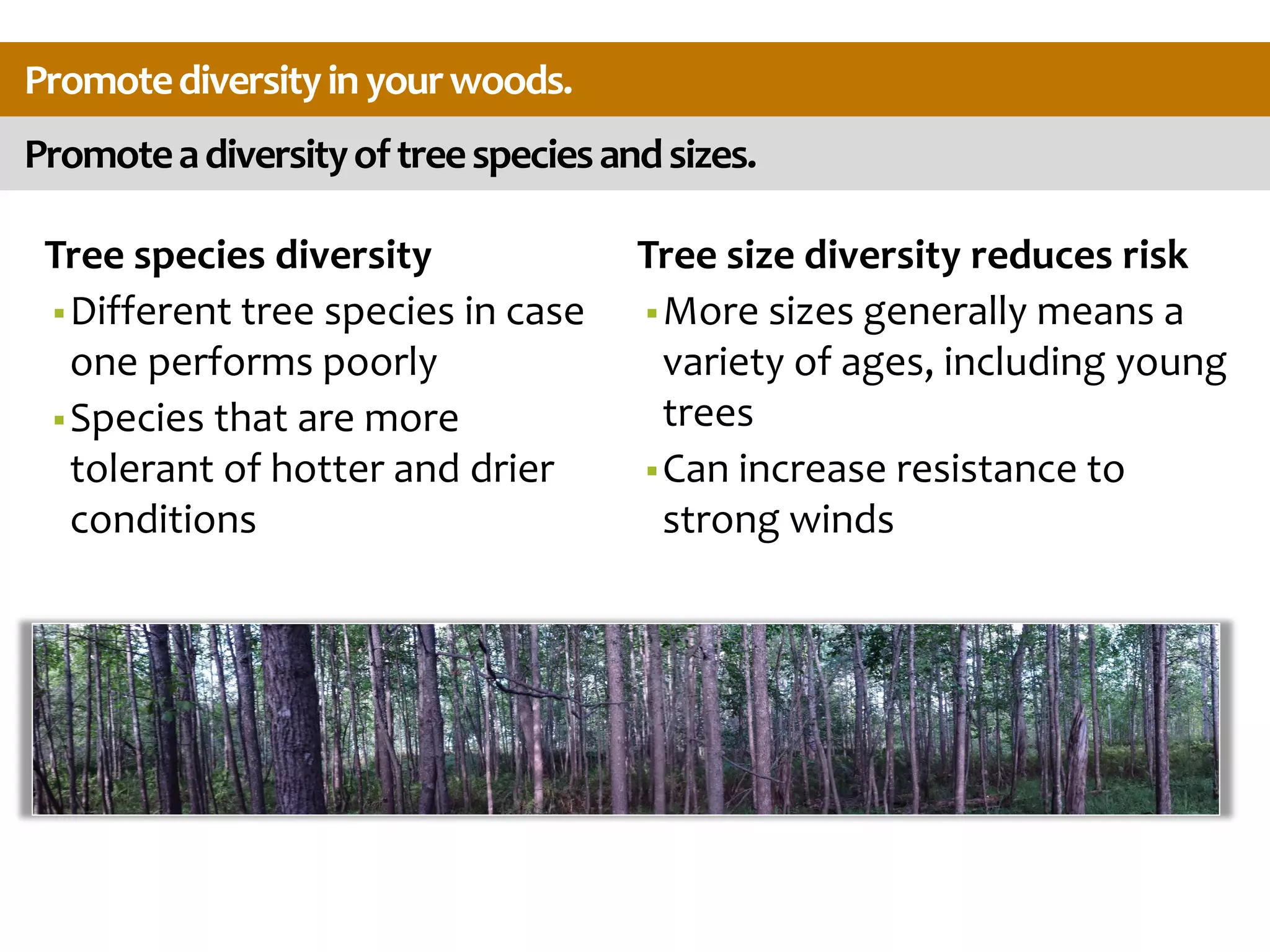 Promoteadiversityoftreespeciesandsizes.
Promotediversityinyourwoods.
Tree species diversity
Different tree species in case
one performs poorly
Species that are more
tolerant of hotter and drier
conditions
Tree size diversity reduces risk
More sizes generally means a
variety of ages, including young
trees
Can increase resistance to
strong winds
 