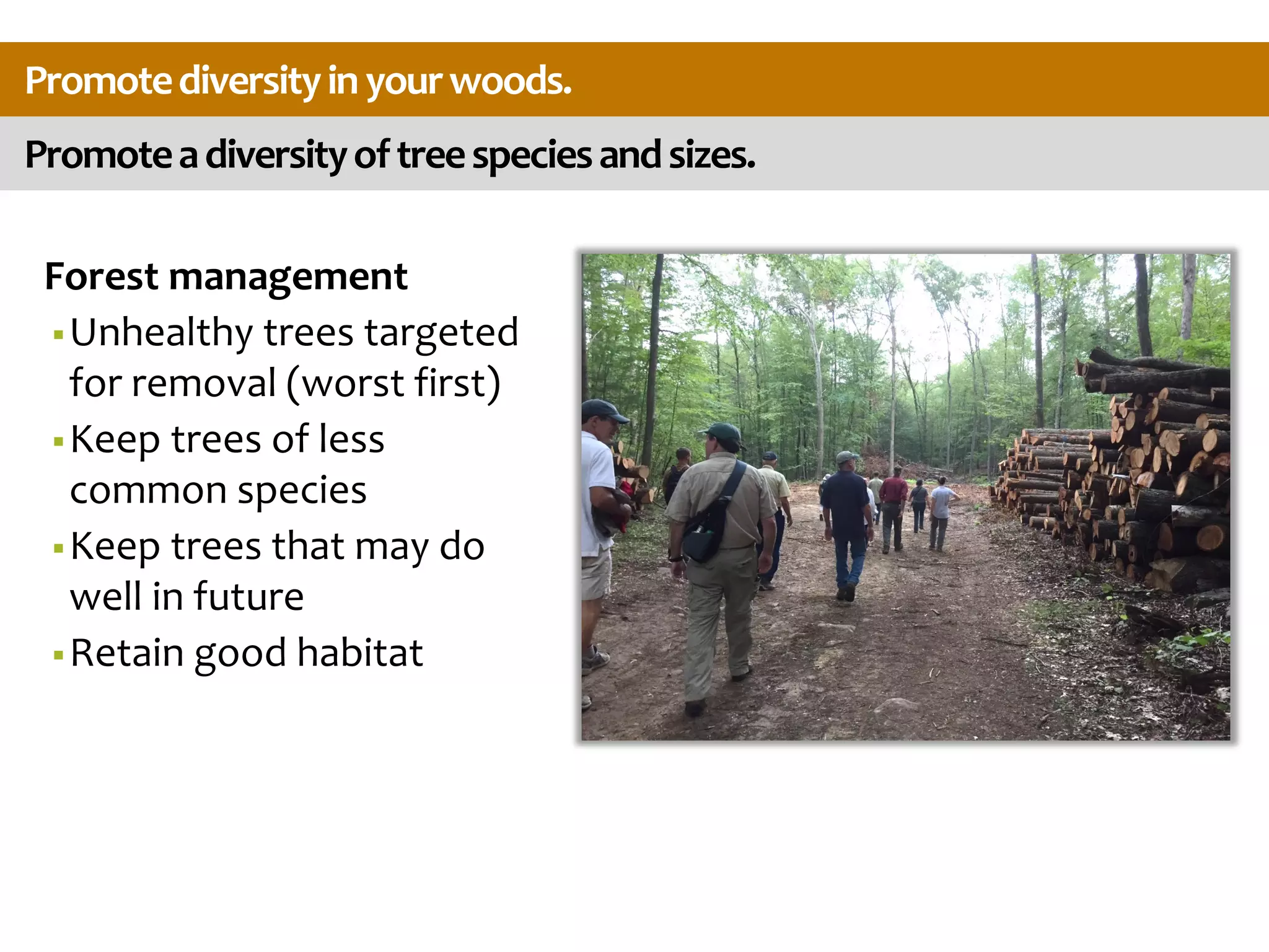 Promoteadiversityoftreespeciesandsizes.
Promotediversityinyourwoods.
Forest management
Unhealthy trees targeted
for removal (worst first)
Keep trees of less
common species
Keep trees that may do
well in future
Retain good habitat
 