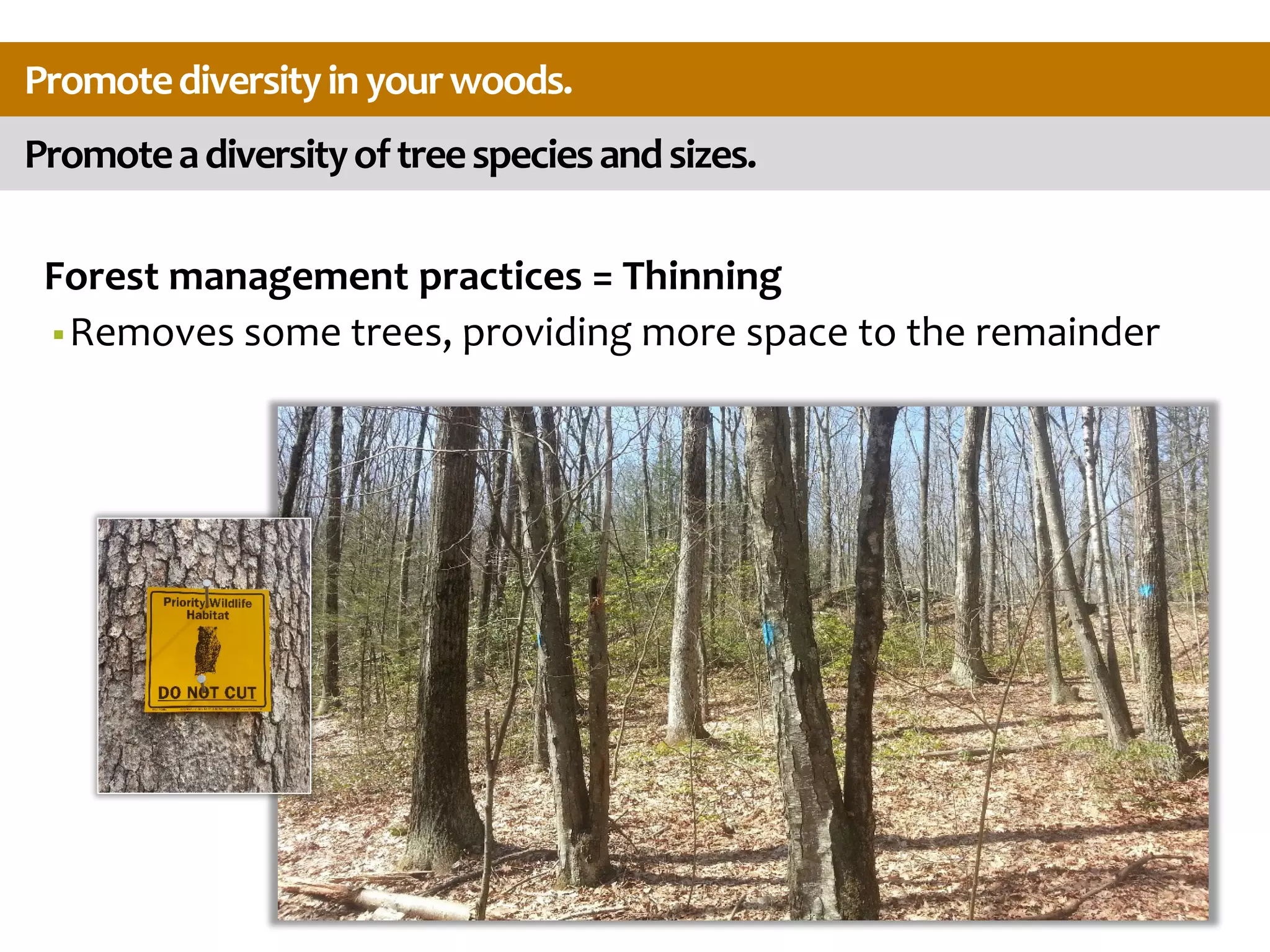 Promoteadiversityoftreespeciesandsizes.
Promotediversityinyourwoods.
Forest management practices = Thinning
Removes some trees, providing more space to the remainder
 