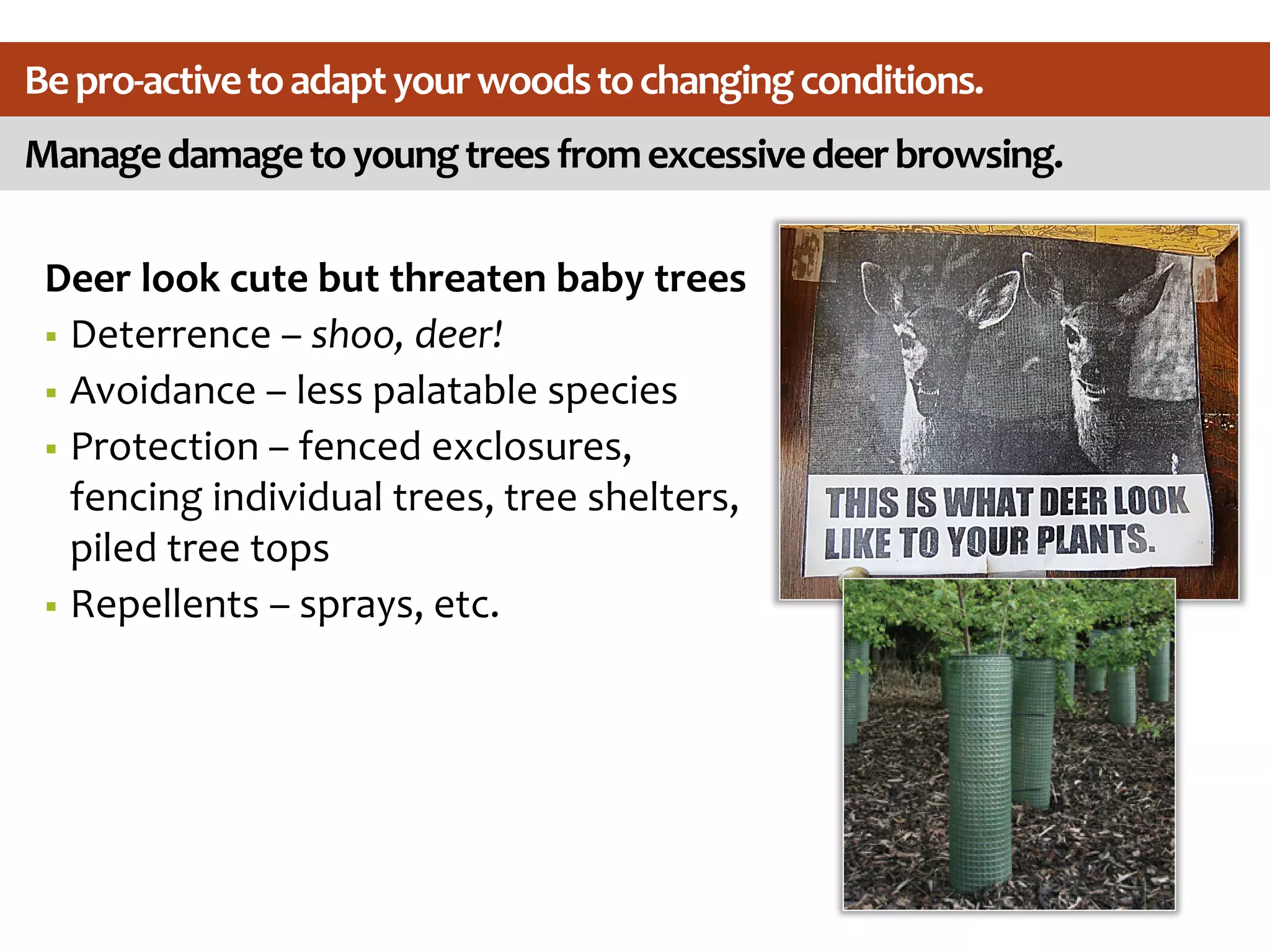 Managedamagetoyoungtreesfromexcessivedeerbrowsing.
Bepro-activetoadaptyourwoodstochangingconditions.
Deer look cute but threaten baby trees
 Deterrence – shoo, deer!
 Avoidance – less palatable species
 Protection – fenced exclosures,
fencing individual trees, tree shelters,
piled tree tops
 Repellents – sprays, etc.
 