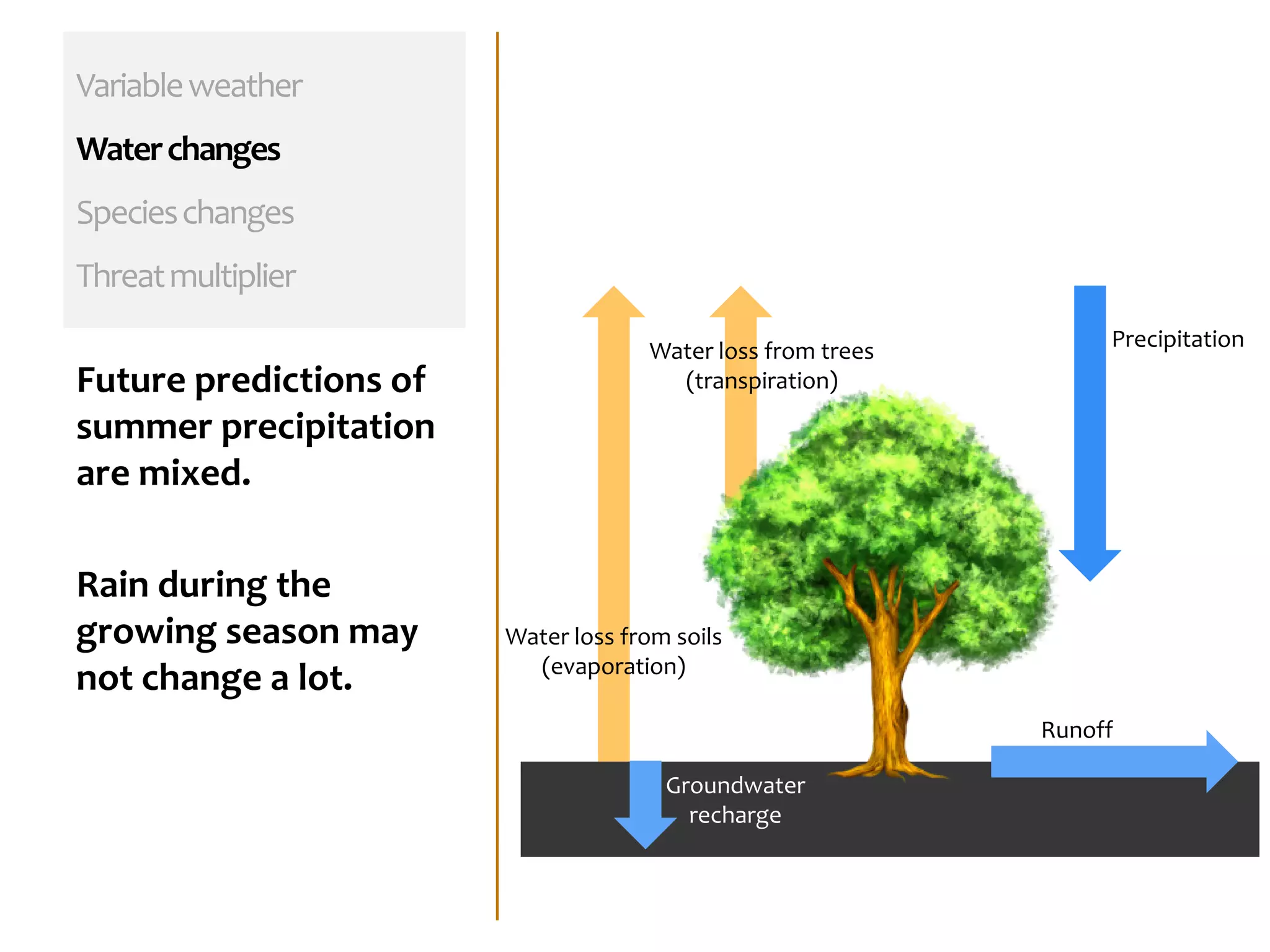 Variableweather
Waterchanges
Specieschanges
Threatmultiplier
Future predictions of
summer precipitation
are mixed.
Rain during the
growing season may
not change a lot.
Water loss from soils
(evaporation)
Groundwater
recharge
Runoff
PrecipitationWater loss from trees
(transpiration)
 