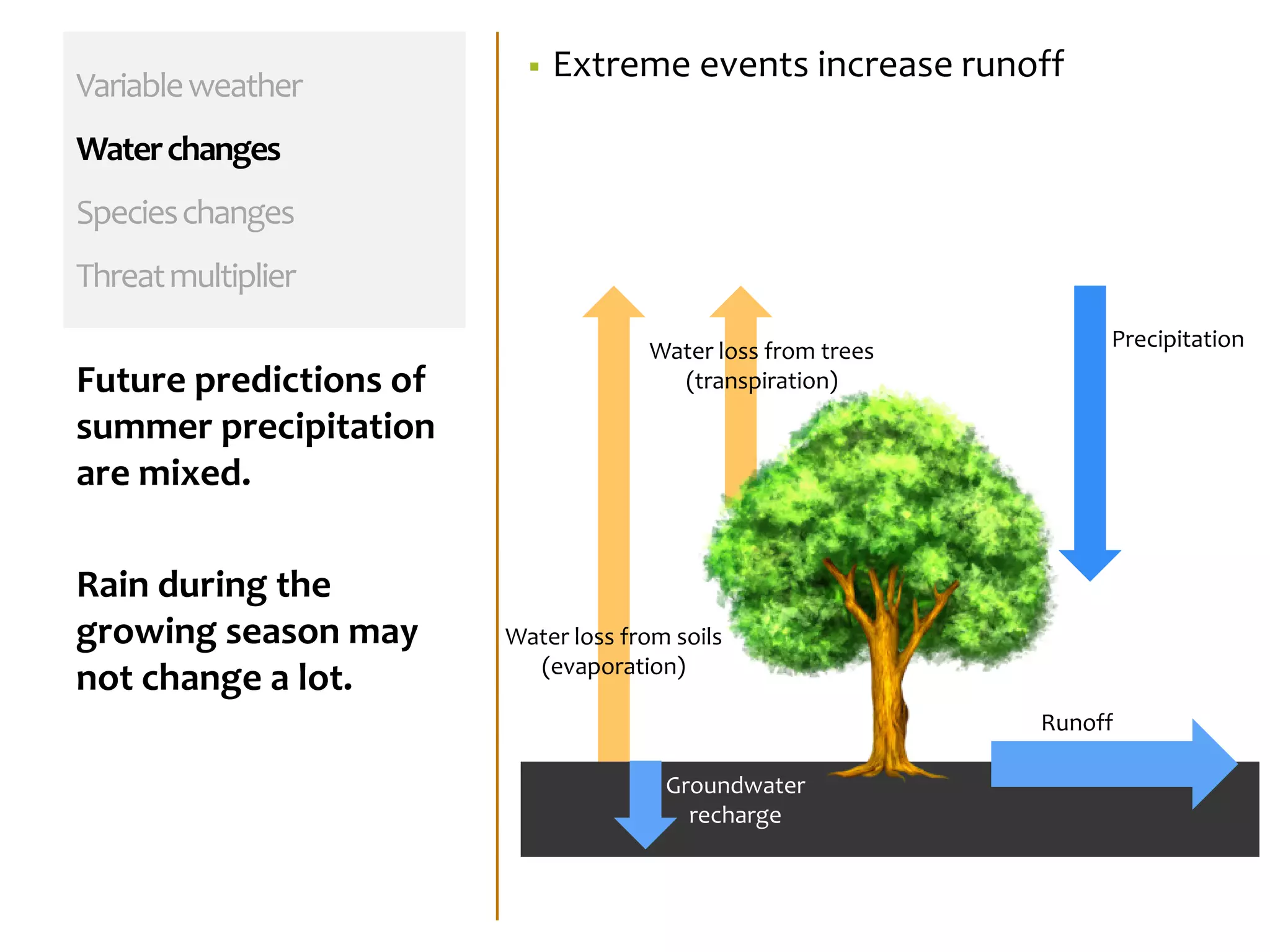 Variableweather
Waterchanges
Specieschanges
Threatmultiplier
Future predictions of
summer precipitation
are mixed.
Rain during the
growing season may
not change a lot.
Water loss from soils
(evaporation)
Groundwater
recharge
PrecipitationWater loss from trees
(transpiration)
Runoff
 Extreme events increase runoff
 